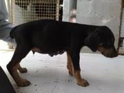 DOBRMAN PUPS AVAILABLE FOR SALE IN LOWEST PRICE MOB:-9899652902