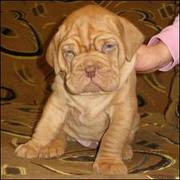 FRENCH MASTIFF PUPS AVAILABLE FOR SALE IN LOWEST PRICE MOB:-9899652902