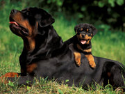 VINTAGE KENNEL    (ROTTWEILER PUPPIES FOR SALE)