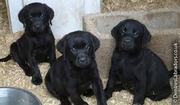 PLEASE BUY OUR LABRA PUPS