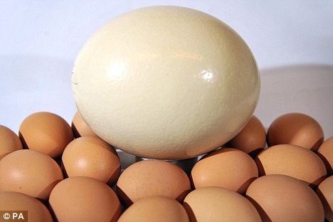 ostrich egg image