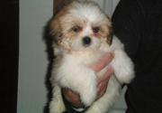 LHASA APSO PUPPIES FOR SALE.