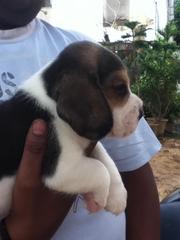 BEAGLE PUPPIES FOR SALE..