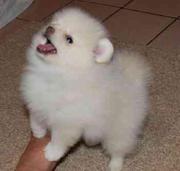 SAMOYED PUPPIES FOR SALE.