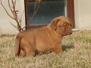 FRENCH MASTIFF PUPPIES FOR SALE.