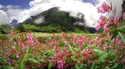 Valley of Flowers Tours Packages, Valley of Flowers India