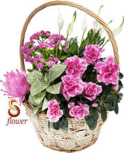 flower decoration & fresh flower supplier (home & office)