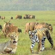 Corbett National Park- Experience nature in its truest state