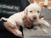 DOGS FOR U KENNEL PRESENTS DOGS FOR SALE IN DELHI 09999895483
