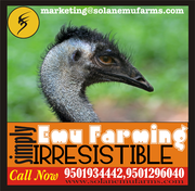 Emu Farming       Emu Farming     Emu Farming