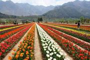 Kashmir Packages Start From 7000/- Call 09811555716