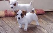 taurus kennel offer's jack russell terrier puppies for sale..