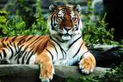 Tiger Tours in India