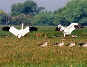 Tour to Bharatpur Bird sanctuary      