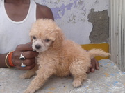 TOY POODEL PUPPIES FOR SALE  (SEE ORG PIC)