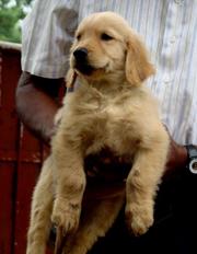 the trust kennel's ultimate quality GOLDEN RETRIVER puppies for sale..