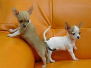 the trust kennel's CHIHUAHUA puppies for sale..