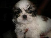the trust kennel's offer's LHASA APSO puppies for sale..