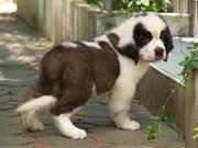 the trust kennel's ultimate quality ST.BERNARD pups available..