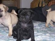 the trust kennel's PUG puppies for sale...
