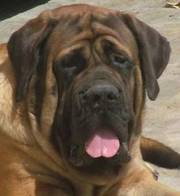 the trust kennel's ENGLISH MASTIFF pups available..