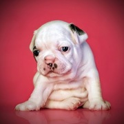 the trust kennel's offer's FRENCH BULLDOG puppies for sale..