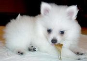 the trust kennel's GERMAN SPITZ pups for sale..