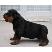 the trust kennel's ultimate quality ROTTWEILER  puppies for sale..