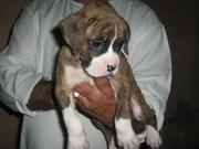 the trust kennel's BOXER puppies for sale..