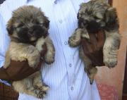 the trust kennel's stock ready now for sale HAVANESE puppies..