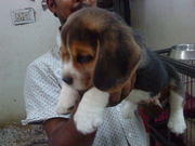 excellent quality Beagle pups for sale