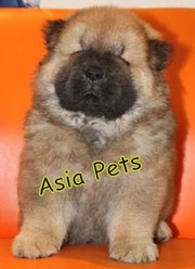 CHOW CHOW Puppies  For Sale  ® 9911293906    