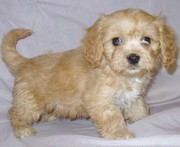 LHASA APSO  PUPPIES FOR SALE  @ ANSHUKENNEL