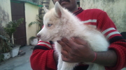 excellent quality husky pups for sale