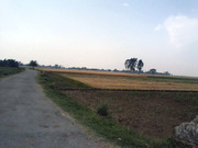 1000 ACRE AGRICULTURE LAND IN BUDAUN UP 