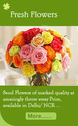 Quick express gifts delivery in noida india (20 Gerbera bunch)