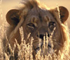 South Africa Holiday Packages from India