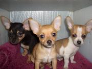 CHIHUAHUA PUPS FOR SALE