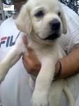 best Labrador puppy for sale in delhi NCR