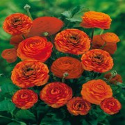 Flowers Seeds Online In India by Kraft Seeds