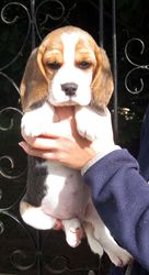 adorable show quality BEAGLE puppies for sale.trust kennel