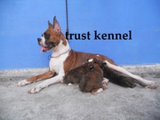 adorable show quality BOXER puppies for sale.trust kennel
