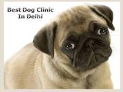 Best Dog Clinic in Delhi