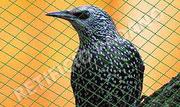 Find affordable bird proofing solutions