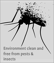 Pest Control Services in Chennai | Residential Pest Control