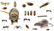 reliable pest control company in gurgaon @ +91-9911918545
