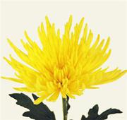 Chrysanthemum wholesale flowers in Wast delhi