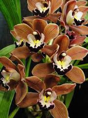  Cymbidium wholesale flowers in Wast delhi