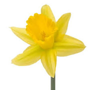 Daffodil wholesale flowers in Wast delhi