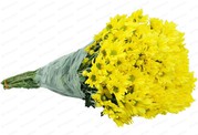 Daisy wholesale flowers in Wast delhi